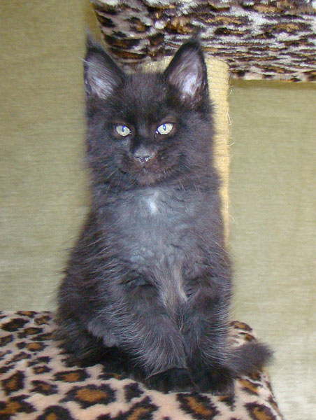     Catsvill County!   !    !       !!!    Catsvill County +7-926-544-74-09     .   ,   ,   ,    ,   ,  ,     ,   -,    ,   !